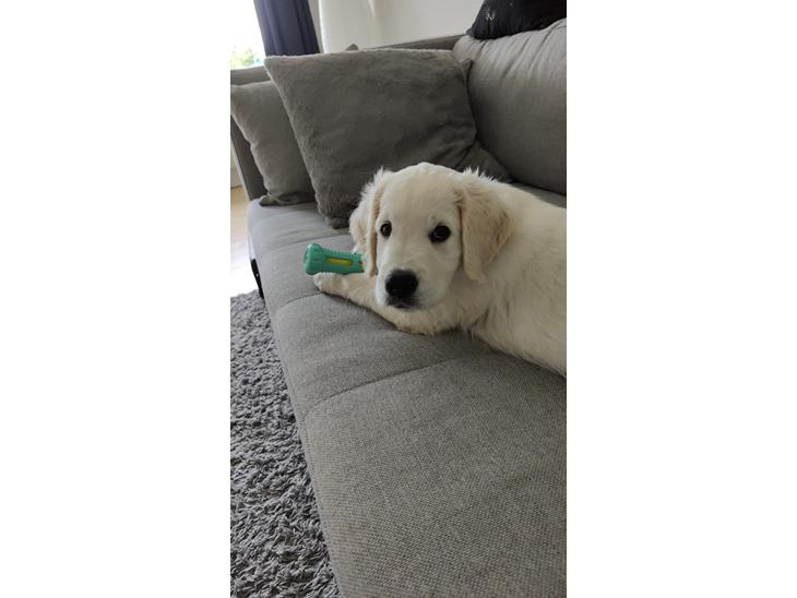 {{currentPhoto.altText}} billede {{currentPhoto.number}}