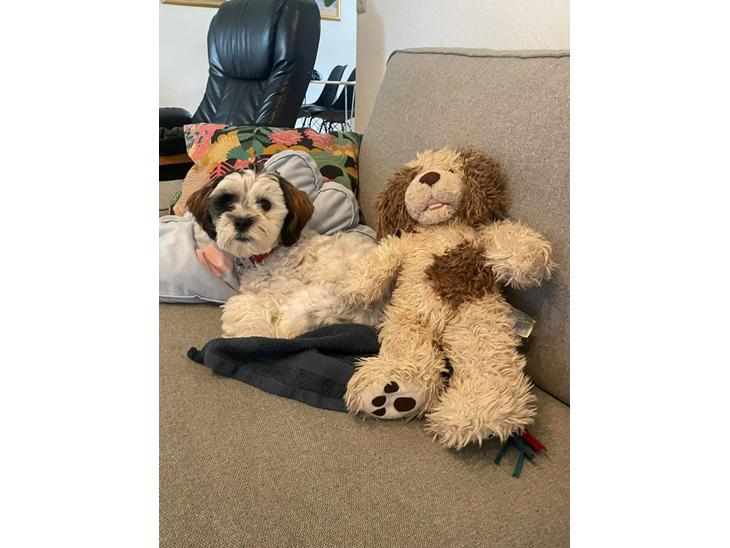 {{currentPhoto.altText}} billede {{currentPhoto.number}}