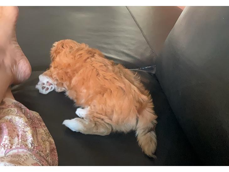 {{currentPhoto.altText}} billede {{currentPhoto.number}}