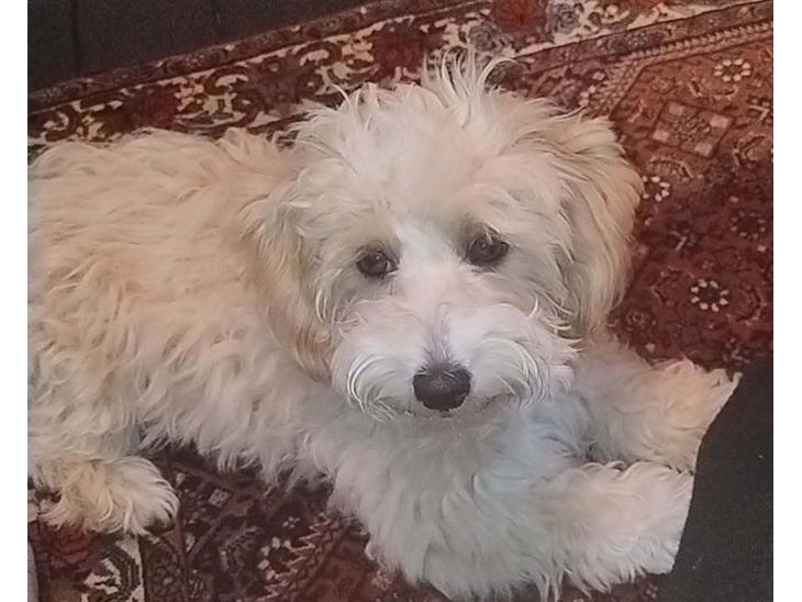 {{currentPhoto.altText}} billede {{currentPhoto.number}}