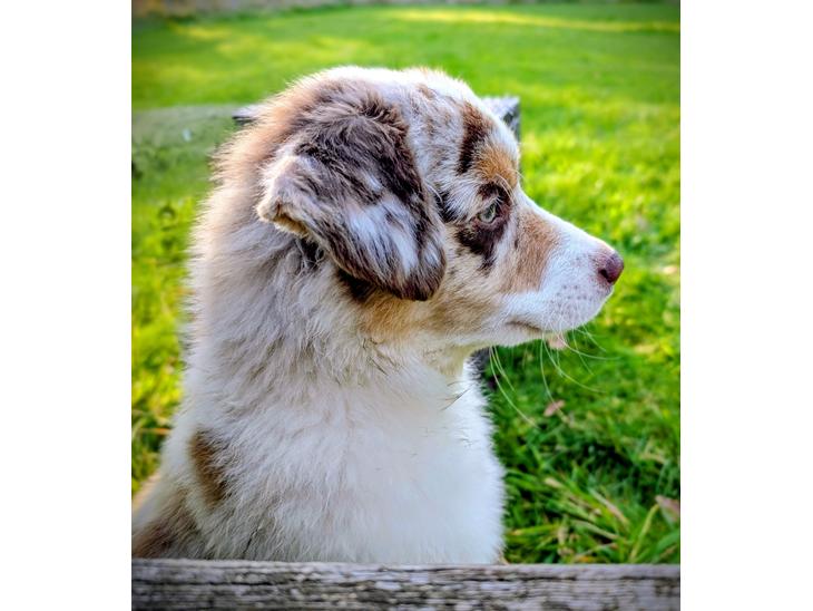 {{currentPhoto.altText}} billede {{currentPhoto.number}}