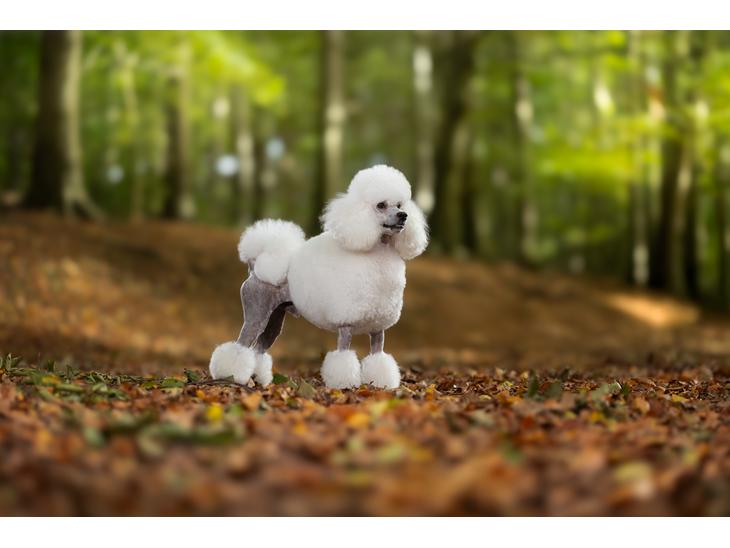 Mellempuddel Thorbjørn - 2 år - foto af Dyrefotografi.dk billede 1