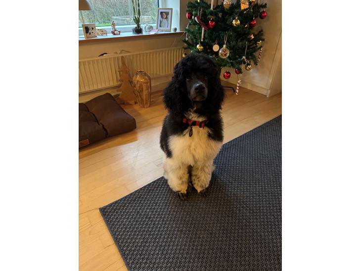 {{currentPhoto.altText}} billede {{currentPhoto.number}}