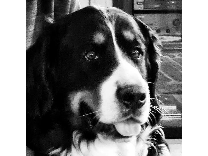 {{currentPhoto.altText}} billede {{currentPhoto.number}}