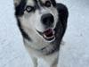 Siberian husky Basse