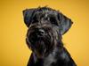 Dvaergschnauzer Alma