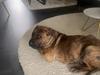 Perro de Presa Canario Pablo
