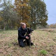 Hollandsk hyrdehund Jessie