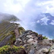 Hollandsk hyrdehund Jessie