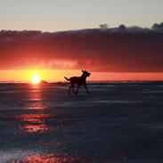 Hollandsk hyrdehund Jessie