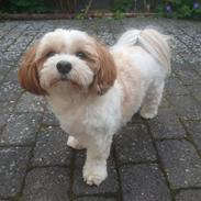 Bichon havanais Lubi