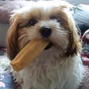 Bichon havanais Lubi