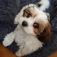 Bichon havanais Lubi