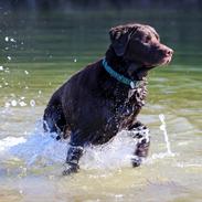 Labrador retriever Cody