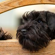 Dvaergschnauzer Alma
