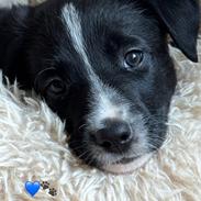 Border collie Power