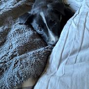 Border collie Power
