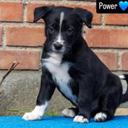 Border collie Power