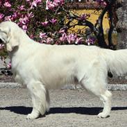 Golden retriever Goldenmermaid's Trentino
