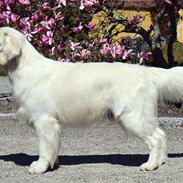 Golden retriever Goldenmermaid's Trentino