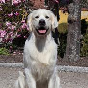 Golden retriever Goldenmermaid's Trentino