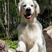 Golden retriever Goldenmermaid's Trentino