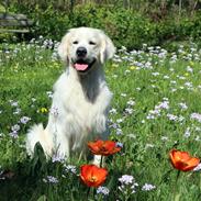 Golden retriever Goldenmermaid's Trentino