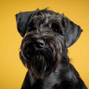 Dvaergschnauzer Alma