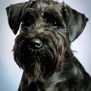 Dvaergschnauzer Alma