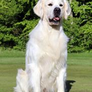 Golden retriever Goldenmermaid's Trentino
