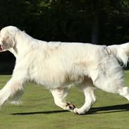 Golden retriever Goldenmermaid's Trentino