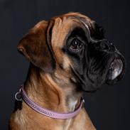 Boxer Elvira Madigan (Freja)