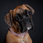 Boxer Elvira Madigan (Freja)