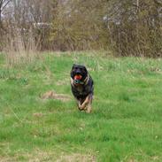 Schæferhund Team Lynn Asko (Basse)