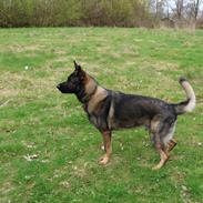 Schæferhund Team Lynn Asko (Basse)