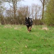 Schæferhund Team Lynn Asko (Basse)