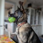 Schæferhund Team Lynn Asko (Basse)