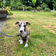 Whippet Ingrid
