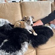 Whippet Ingrid