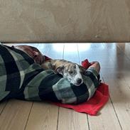 Whippet Ingrid