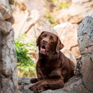 Labrador retriever Cody