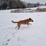 Blanding af racer Joey