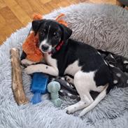 Dansk svensk gaardhund Essie