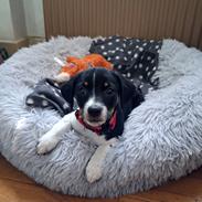 Dansk svensk gaardhund Essie