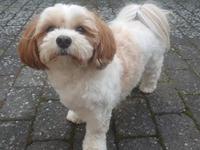 Bichon havanais Lubi