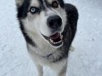 Siberian husky Basse