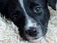 Border collie Power