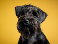 Dvaergschnauzer Alma