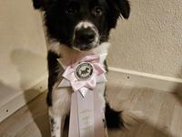 Border collie Woody 