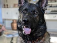 Schæferhund Team Lynn Asko (Basse)